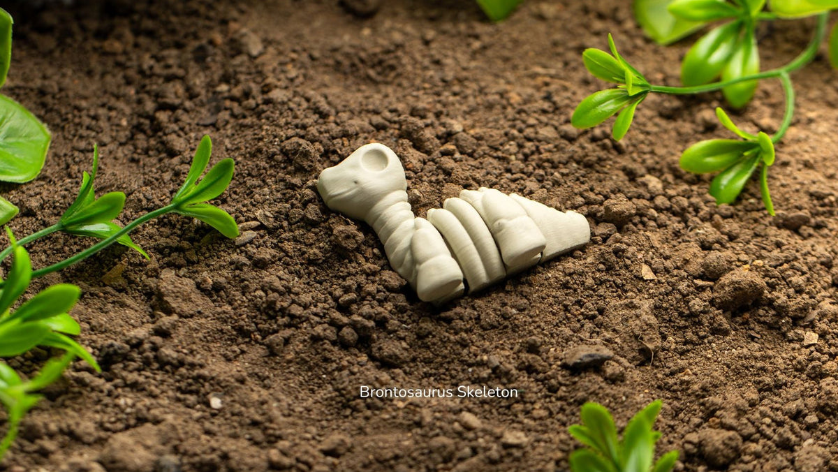 Baby Brontosaurus Skeleton in brown soil