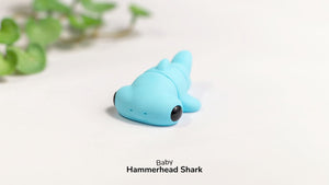 Baby Hammerhead Shark