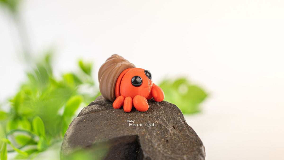Red Baby Hermit Crab poking out of its brown shell