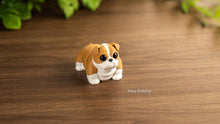 Tan and white Baby Bulldog on a wooden table