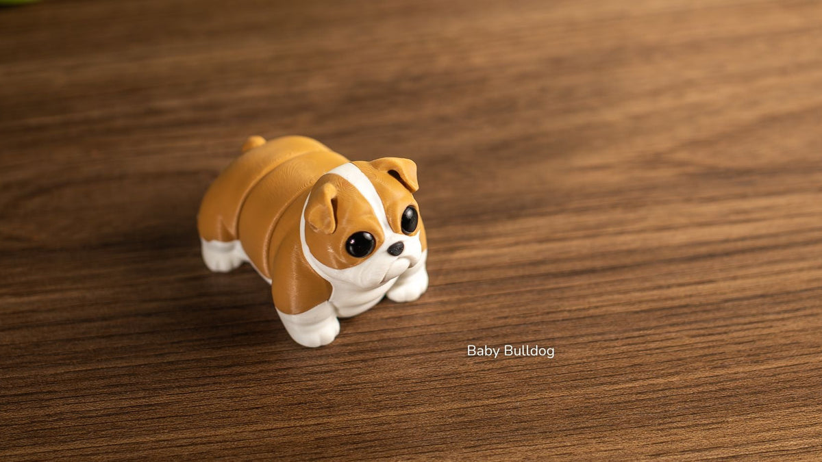 Tan and white Baby Bulldog, side view