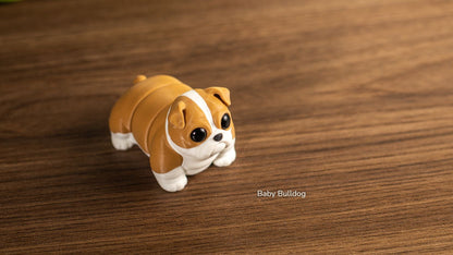 Tan and white Baby Bulldog, side view