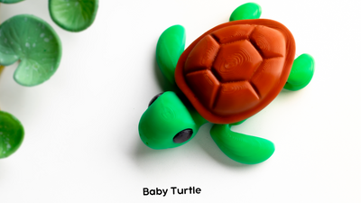 Baby Turtle