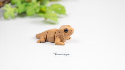 Baby Bearded Dragon