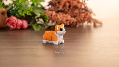 Orange and white Baby Corgi on a wooden table