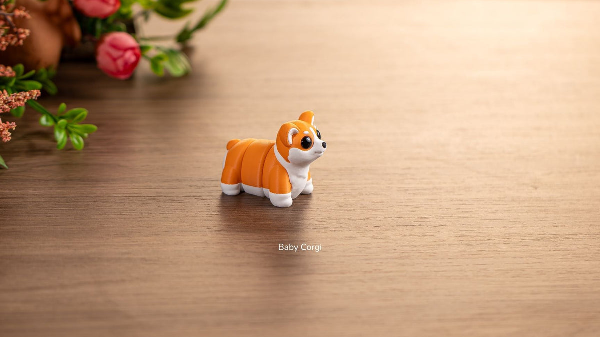 Orange and white Baby Corgi, side view