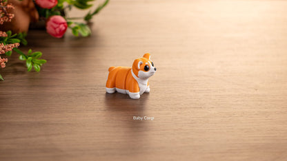 Orange and white Baby Corgi, side view