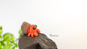 Baby Hermit Crab