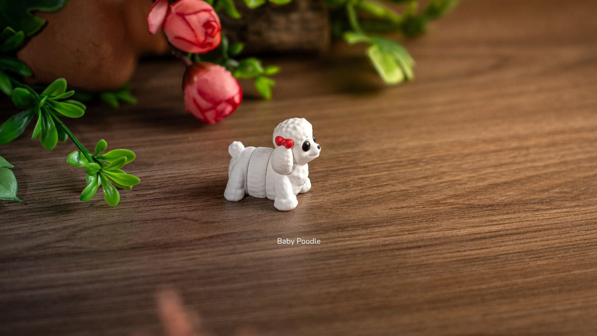 Baby Poodle with a red bow, front view