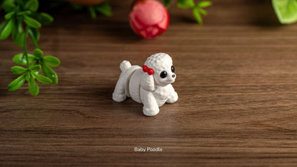 White Baby Poodle, side view