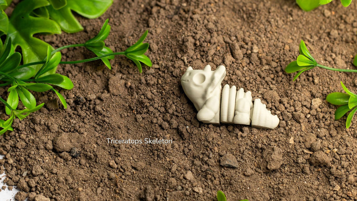 Baby Triceratops Skeleton in soil, like a fossil dig