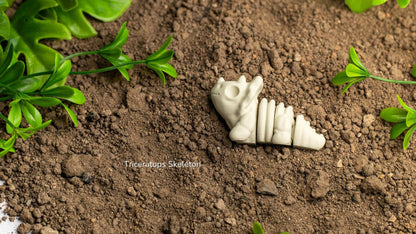Baby Triceratops Skeleton in soil, like a fossil dig