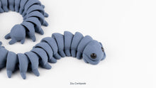 Grey Zou Centipede, large size, curled on a white surface