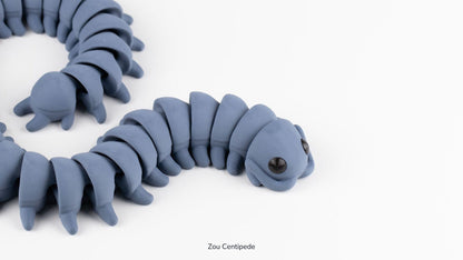 Grey Zou Centipede, large size, curled on a white surface
